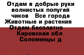 Отдам в добрые руки волнистых попугай.чиков - Все города Животные и растения » Отдам бесплатно   . Кировская обл.,Соломинцы д.